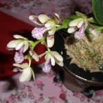 ピンクのシマ模様ガステキな花「ナゴラン」小さくても立派に蘭の香りがします☆