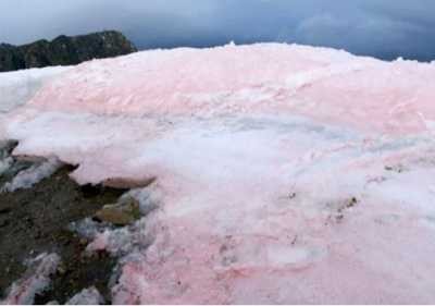 pink-snow1