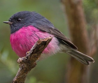 鳥ってカワイイ とくにピンクの鳥はすっごくカワイイ W Pink Link